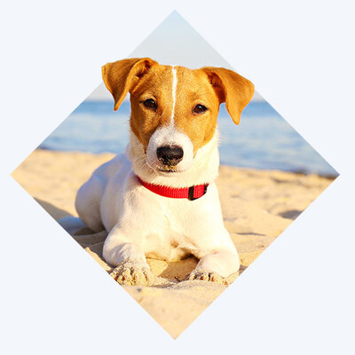 Beach Dog Intro