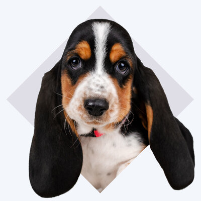 Puppy Ear Blog Intro