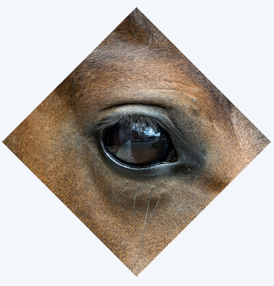 Horse Eye