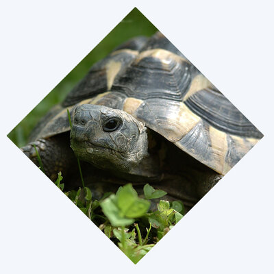 Tortoise Blog Intro
