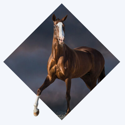 Horse Blog Intro
